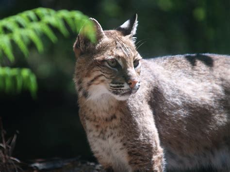 Minx Cat Wild Cat Taken At Nc Zoo Jamesa40 Flickr