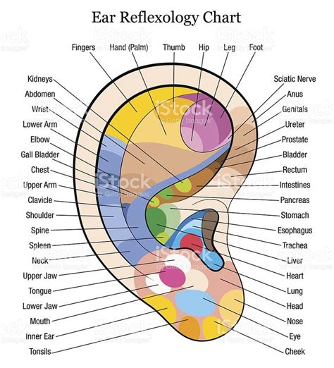 Right Ear With Accurate Reflexology Description Of The Corresponding