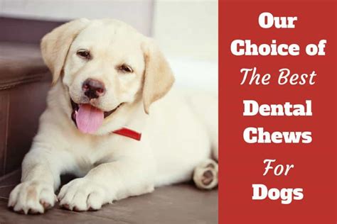 Dental lab technicians have a stable, creative job and help bring a bright new smile to people's faces. Best Dental Chews for Dogs - Review and Buying Advice on ...
