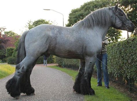Belgian Heavy Horses Stableexpress