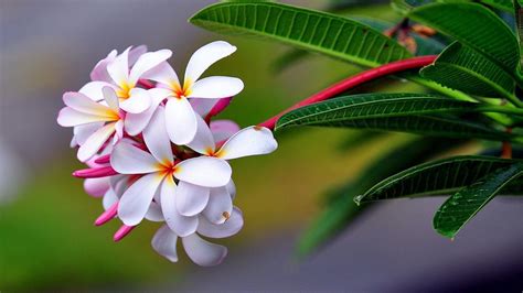 Tropical Flower Desktop Wallpaper Best Flower Site
