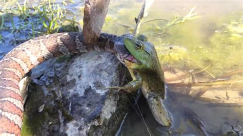 Snake Eating A Frog As The Frog Eats The Snake Youtube