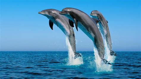 Three Gray Dolphins Animals Dolphin Jumping Sea Hd Wallpaper