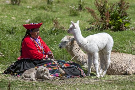 A Peruvian Lady With Llamas Near Cusco In Peru Editorial Photo Image