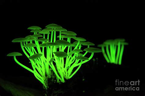 Bioluminescent Fungi Glowing In The Dark Photograph By Scubazooscience