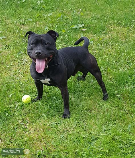 Staffordshire Bull Terrier For Stud Stud Dog Tyne And Wear Breed