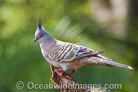 Australian Crested Pigeon Photo Image