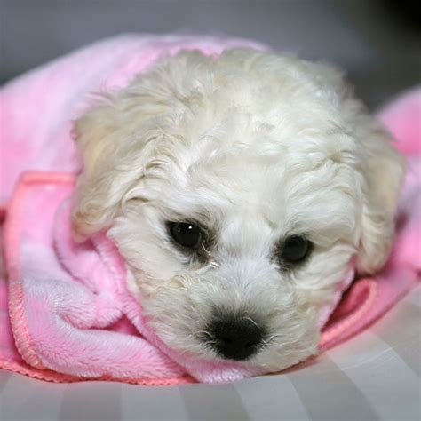 1 Bichon Frise Puppies For Sale In Chicago Il Uptown