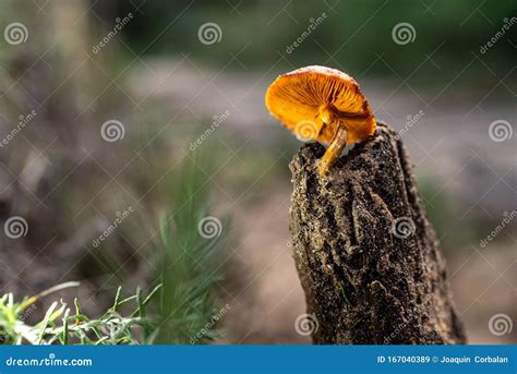 Solitary Mushroom Stock Image 34309981