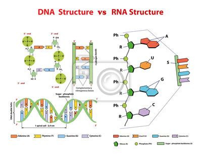 Was ist die rna und wie sieht ihr aufbau aus? Struktura dna vs struktury rna. nukleotydów, fosforan ...