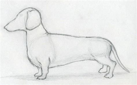 How To Draw Dog