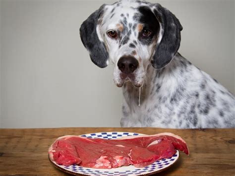 Like humans, when dogs have diabetes researchers are still exploring what diet is best for dogs with diabetes. What To Feed Your Diabetic Dog? - Boldsky.com
