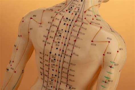 About Acupuncture Whole Body Osteopathy How Acupuncture Works