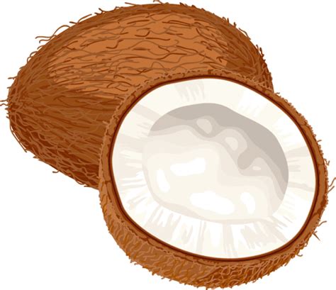 Coconut Clipart Logo Coconut Logo Transparent Free For Download On