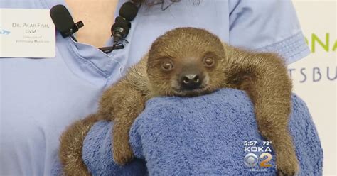 National Aviarys Baby Sloth Gets 5 Month Check Up Cbs Pittsburgh
