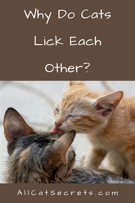 Why Do Cats Lick Each Other Here Are All The Possible Reasons Cats