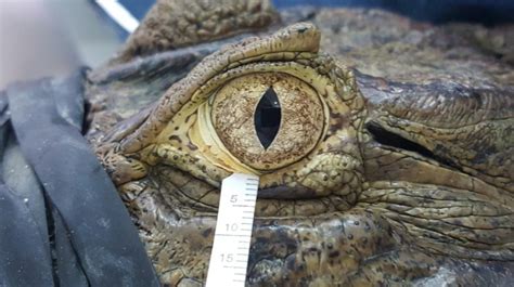 Crocodile Tears Were Almost Identical To Human Ordo News