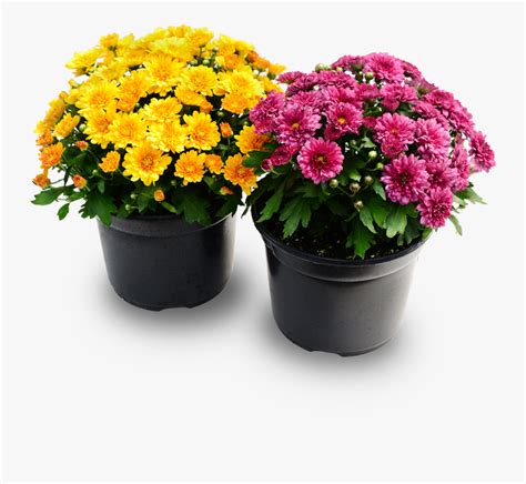 The original 5.2 acre property was still owned by the martell family, the garden factory has become one of the largest garden. Mum Plant Png - Transparent Mums Png , Free Transparent ...