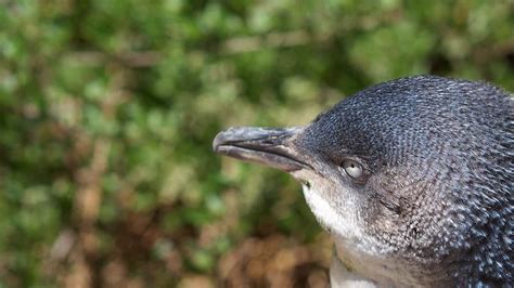 Little Penguin: Eudyptula minor