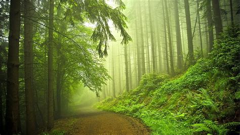 Hd Wallpaper Path Trail Forest Trees Mist Fog Hd Green Forest Trees