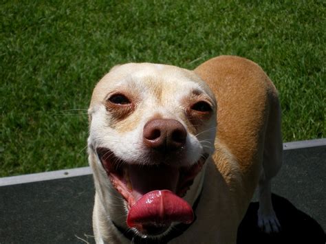 One Really Happy Dog Happy Dogs Dogs Animals