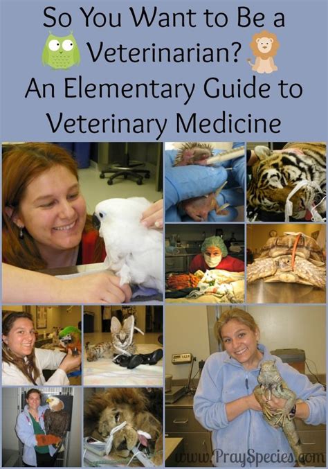 So You Want To Be A Veterinarian An Elementary Guide To Veterinary