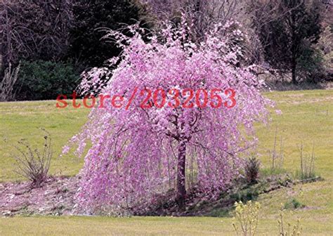 Buy 20 Sakura Fountain Weeping Cherry Tree Japanese Bonsai Tree For