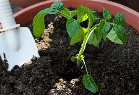 Fertilizing Tomatoes How And When To Fertilize Your Tomato Plants