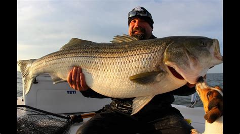 One Really Big Striper Striped Bass Fishing Chesapeake Bay Giant