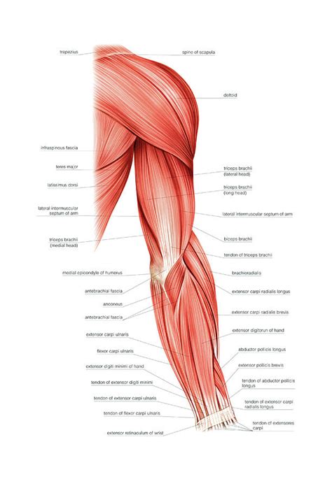 Arm Muscles Diagram Male Shoulder And Chest Muscles Labeled Chart On