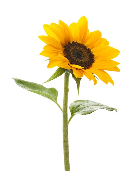Download Sunflower Transparent Background Hq Png Image Freepngimg