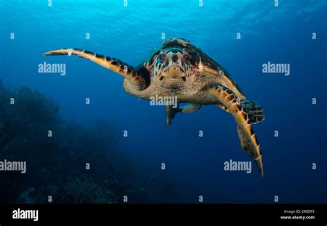 The Hawksbill Sea Turtle Bonaire Caribbean Netherlands Stock Photo