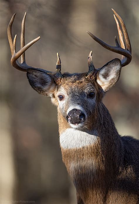 Canon Eos R3 And Eye Control Af Capture Alert 10pt Whitetail Buck