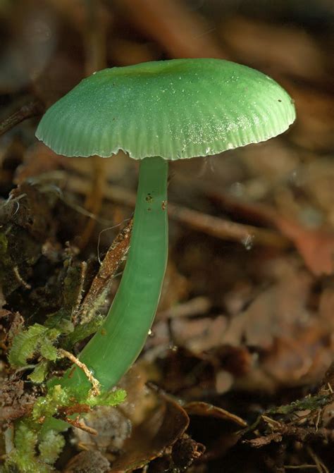 Green Mushroom Mycolmage Mushroom Fungi Stuffed Mushrooms Plant Fungus