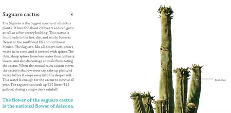 How Cactus Adapted To Survive In Desert So How Do Cacti That Live In
