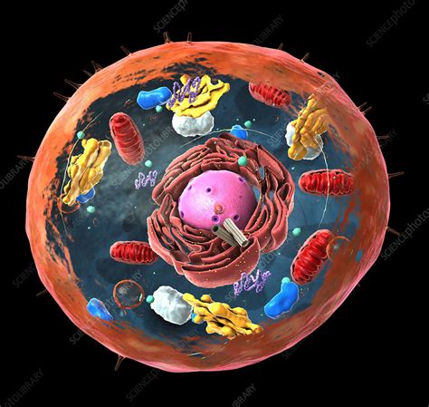 Animal Cell Structure Illustration Stock Image F0292571 Science