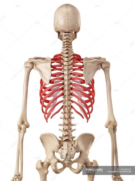 Human Skeleton Ribs
