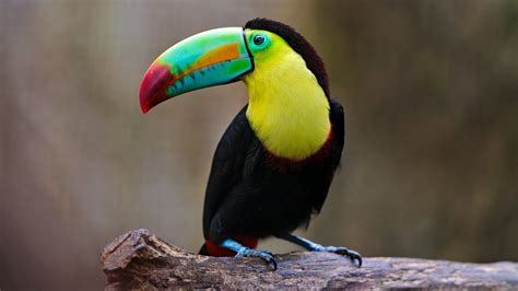 Free Photo Colorful Toucan Animal Bird Color Free Download Jooinn