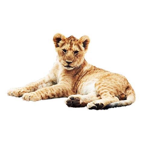 Lion Cub Download Free Png Png Play