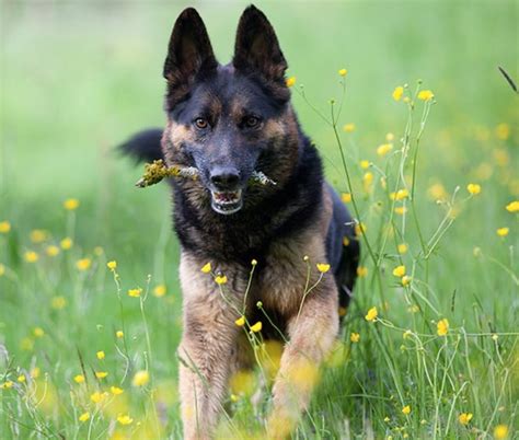 14 Cool Facts About German Shepherds Page 2 Of 5 The Dogman