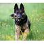 14 Cool Facts About German Shepherds  Page 2 Of 5 The Dogman