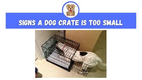 Signs A Dog Crate Is Too Small The Canine Expert