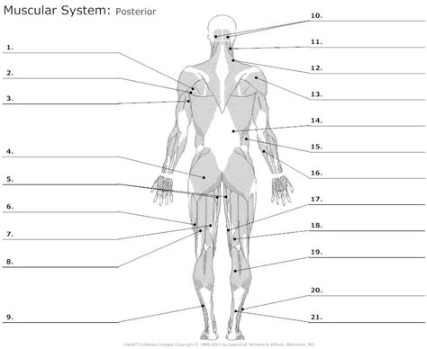 This labeled human muscular system chart illustrates the major muscle groups in the back (posterior) view and the front (anterior) view. unlabeled muscular system diagram | human body anatomy ...