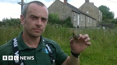 Highly Invasive American Crayfish In River Gaunless Bbc News