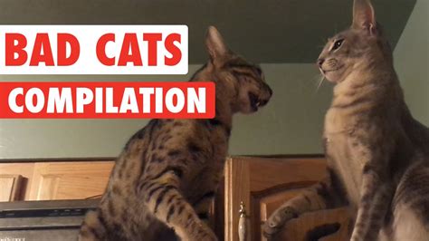 Bad Cats Video Compilation 2016 Youtube