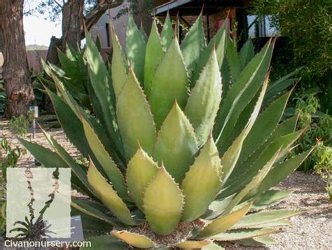17 Best Images About Yuccaagave And Similar Succulents For