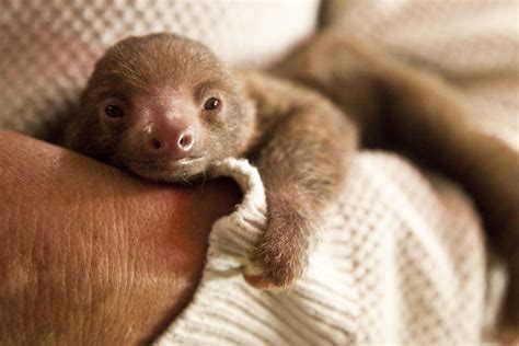 Baby Sloth Born At Rosamond Ford Zoo Wrvo Public Media