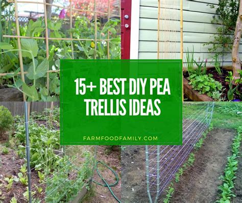 15 Diy Pea Trellis Ideas For Productive And Beautiful Gardens 2024