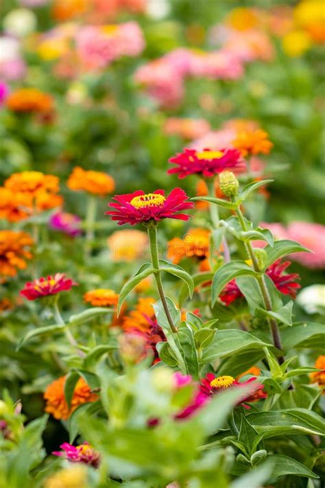 Beautiful Garden Farm Zinnia Flowers Close Up To Pick Stock Image