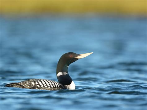 Yellow Billed Loons On The Move Pacific Birds Habitat Joint Venture
